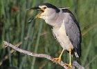 Nagreier gaap  Gewone Nagreier  Blackcrowned Night Heron Vars water strome en strandmere : frieda